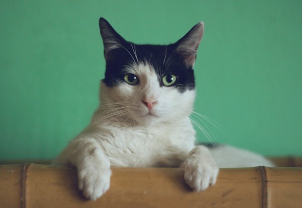 Grey tabby cat looking at the camera