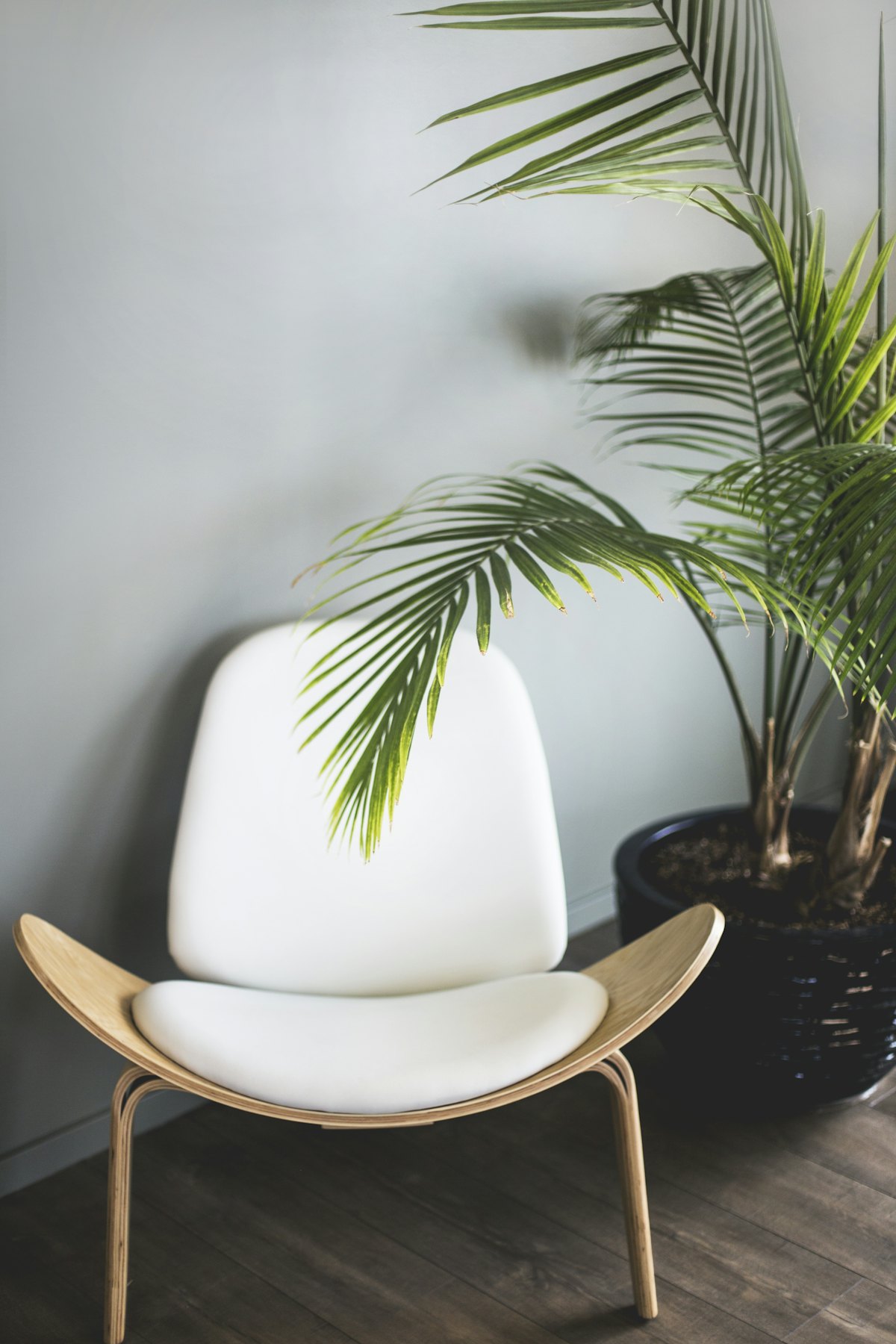 Moulded chair on turned oak legs beside a palm