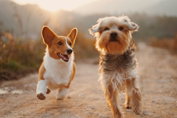 Two happy dogs sitting side by side