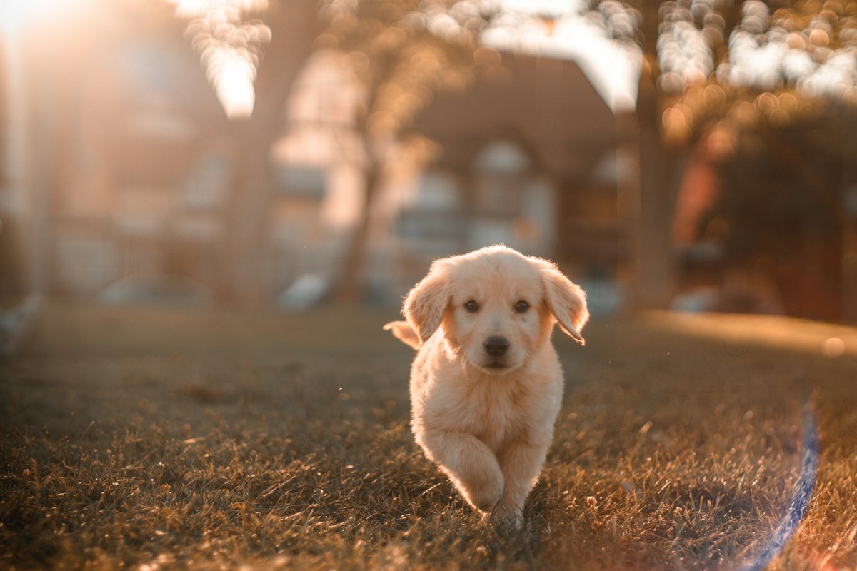 Veterinarian gently examining a golden retriever