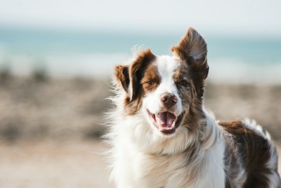 Smiling dog outdoors